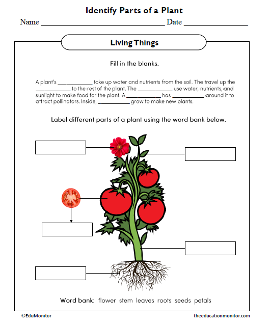 Identify Parts of a Plant Science Worksheet