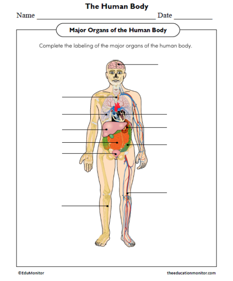 Major Organs of the Human Body Worksheet - EduMonitor