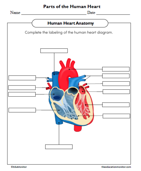 Parts of the Human Heart Science Worksheet - EduMonitor | Science, Math ...