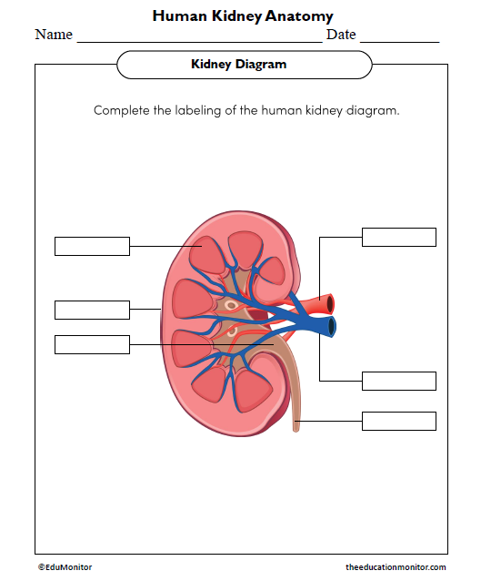 Human Kidney Anatomy Worksheet