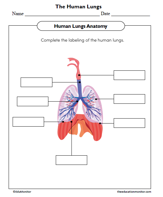 The Human Lungs Science Worksheet