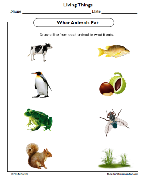 What Animals Eat Worksheet - EduMonitor