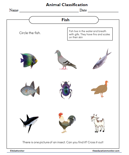 Animal Classification Worksheet
