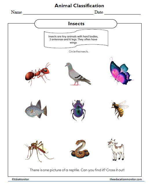 Animal Classification Worksheet