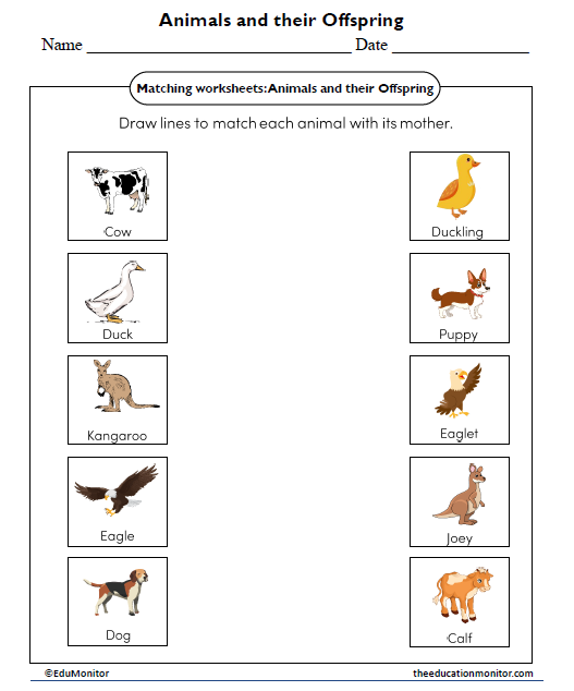 Animals and their Offspring Worksheet - EduMonitor | Science, Math ...