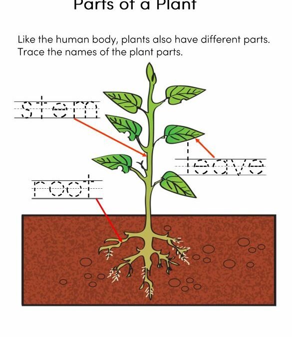 Free Parts of a Plant Science Worksheets