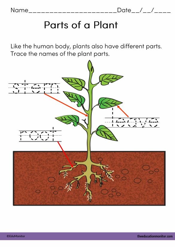 Plant Science Worksheets for preschool