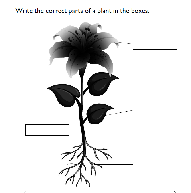Parts of a Plant Kindergarten Science Worksheet