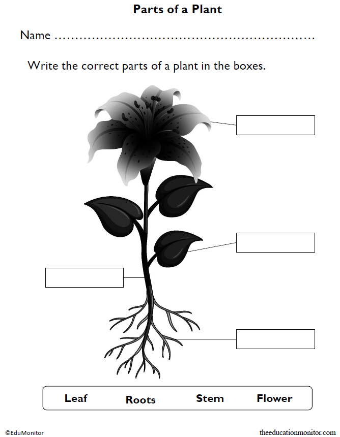 Parts of a Plant Worksheet_EduMonitor Familiarize your Kindergarten students with plant parts using this informative Parts of a Plant Kindergarten Science Worksheet.