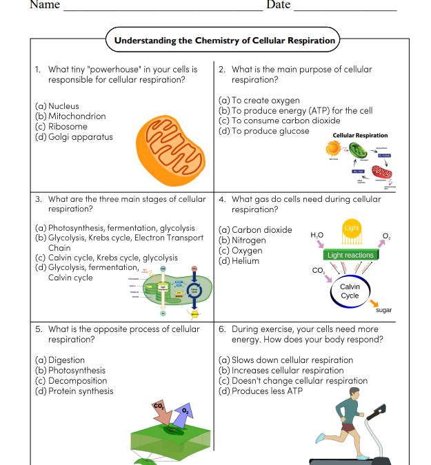 Understanding the Chemistry of Cellular Respiration Worksheet