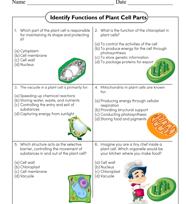 Identify Functions of Plant Cell Parts Science Worksheet