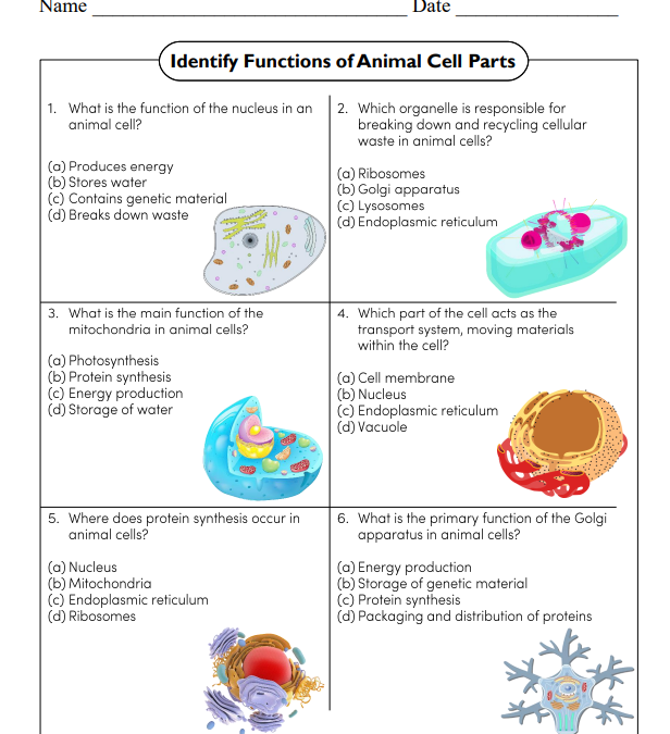 Identify Functions of Animal Cell Parts Science Worksheet