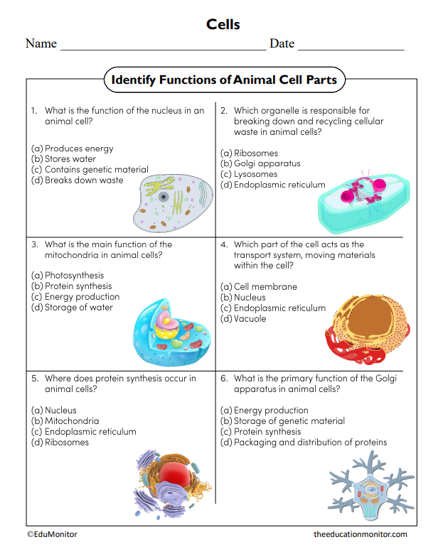 Identify Functions of Animal Cell Parts Science Worksheet