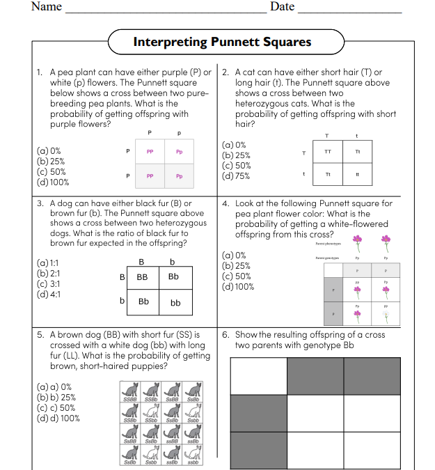 Interpreting Punnett Squares Science Worksheet