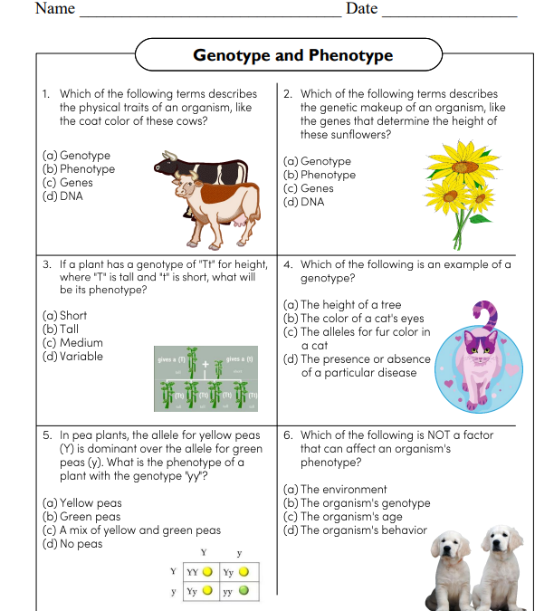 Genotype and Phenotype Science Worksheet