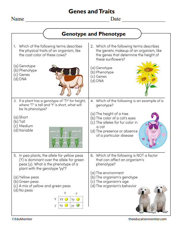 Genotype and Phenotype Science Worksheet