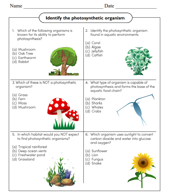 Photosynthesis Science Worksheet