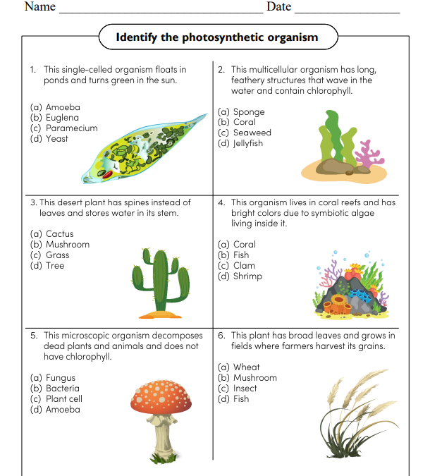 Photosynthesis Science Worksheet