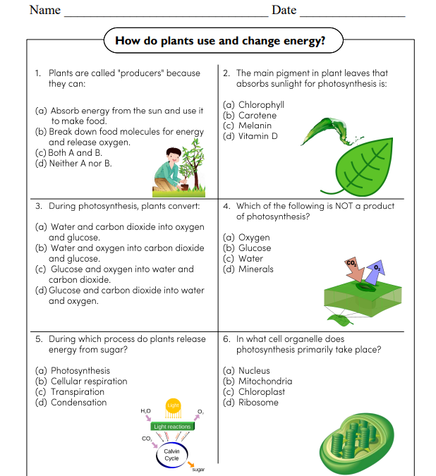 Photosynthesis Science Worksheet
