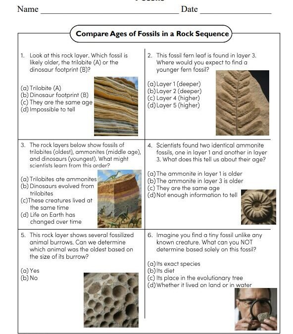 Compare Ages of Fossils in a Rock Sequence Science Worksheet