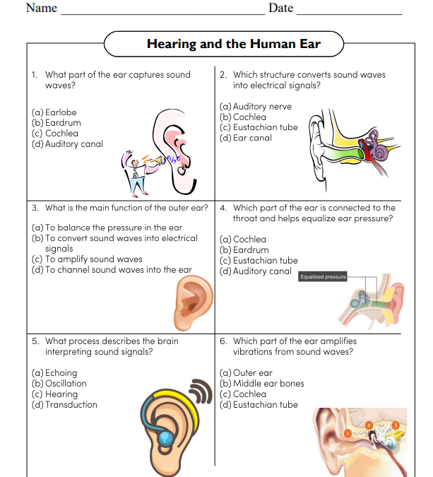 Hearing and the Human Ear Science Worksheet