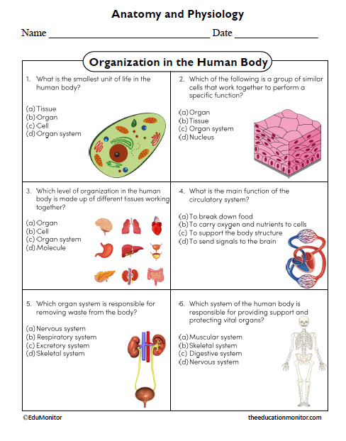 Organization in the Human Body Science Worksheet for Grade 6