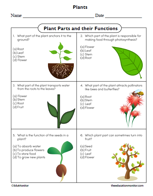 Plant Parts and their Functions Worksheet for Grade 4 Plant Parts and their Functions Worksheet