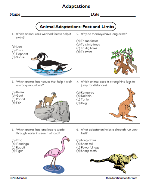Animal Adaptations Worksheet