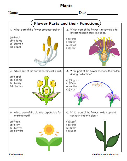 Flower Parts and their Functions Worksheet for Grade 4 Flower Parts and their Functions Worksheet
