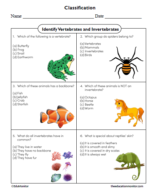 Identify Vertebrates and Invertebrates Worksheet