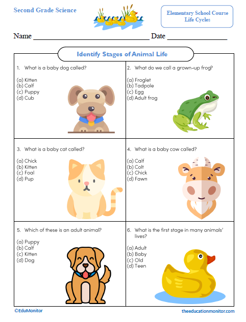 Identify Stages of Animal Life Second Grade Worksheet