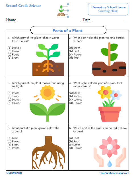 Parts of a Plant Science Worksheet_Edumonitor Parts of a Plant Second Grade Worksheet