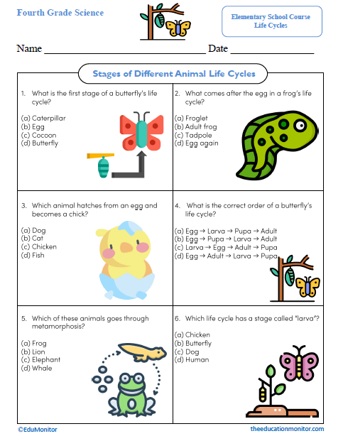Stages of Different Animal Life Cycles Fourth Grade Science Worksheet