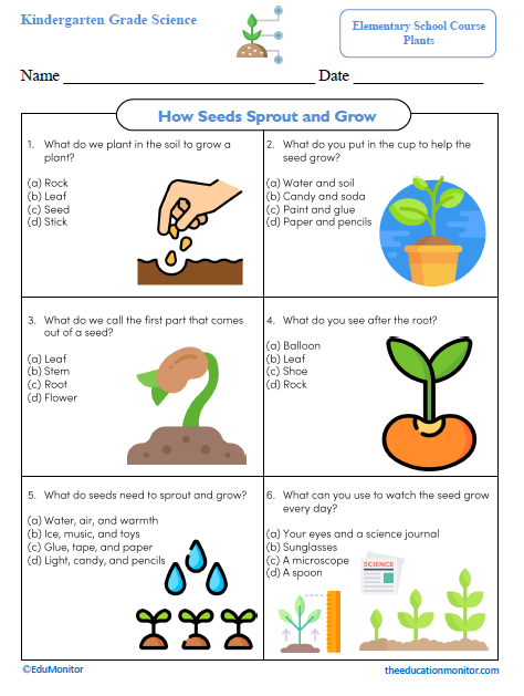 How Seeds Sprout and Grow Kindergarten Science Worksheet